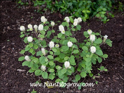 In the spring it looks like any other Fothergilla.